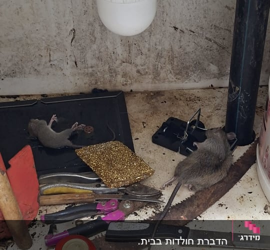 לכידת חולדות ועכברים במלכודות קפיץ ודבק מתחת לכיור